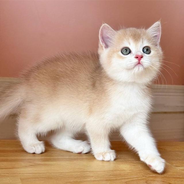 สาวน้อย British Shorthair  3