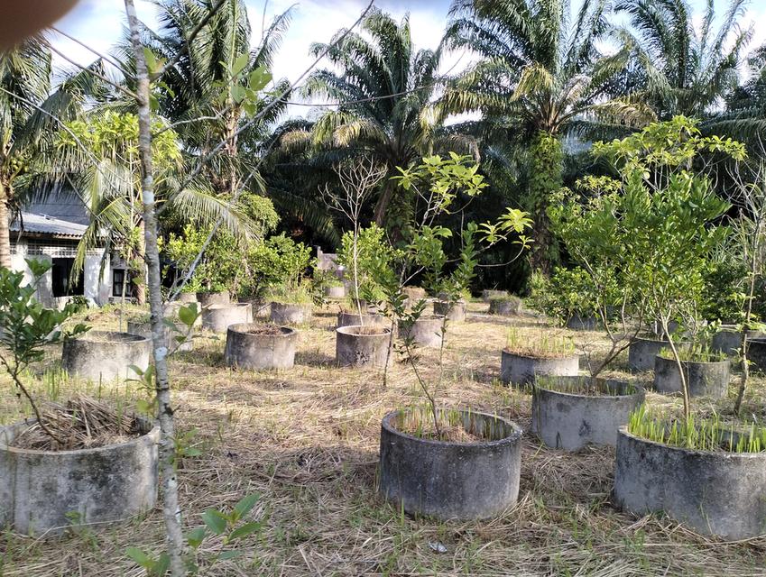ที่ดินโฉนด 1ไร่ ตรงข้าม ทางเข้าน้ำตกกระโรม ติดกับกระโรมรีสอร์ท 7