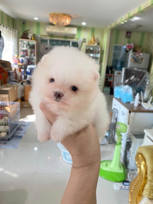 ลูกปอมเมอเรเนียนแท้ พร้อมย้ายบ้าน รูปที่ 6