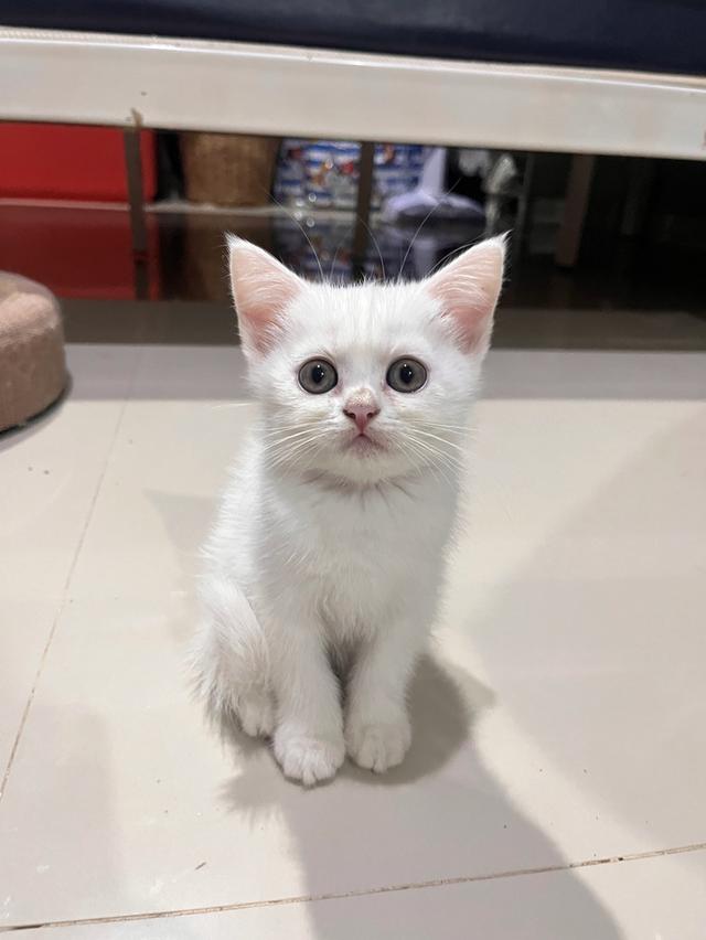 ลูกแมว สก็อตติช เปอร์เซีย