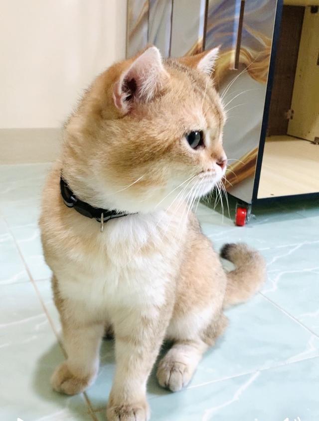 🏡 หาบ้านใหม่ให้น้อง British Shorthair อายุ 2 ปีกว่า รูปที่ 5