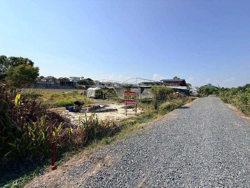 ขายด่วนที่ดิน 153 ตรว ติดถนนหินคลุก ซ.วัดหนองปรง ต.บางเดื่อ อ.เมืองปทุมธานี 1