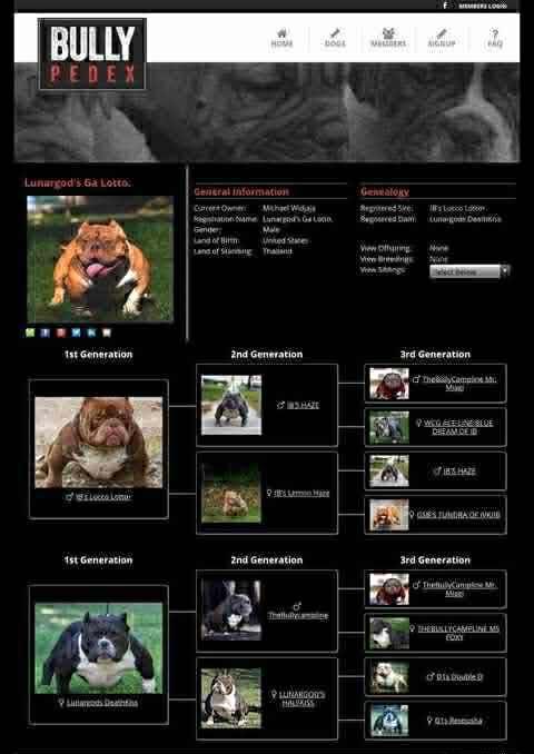 Exoticbully Female Lilac tri รูปที่ 5