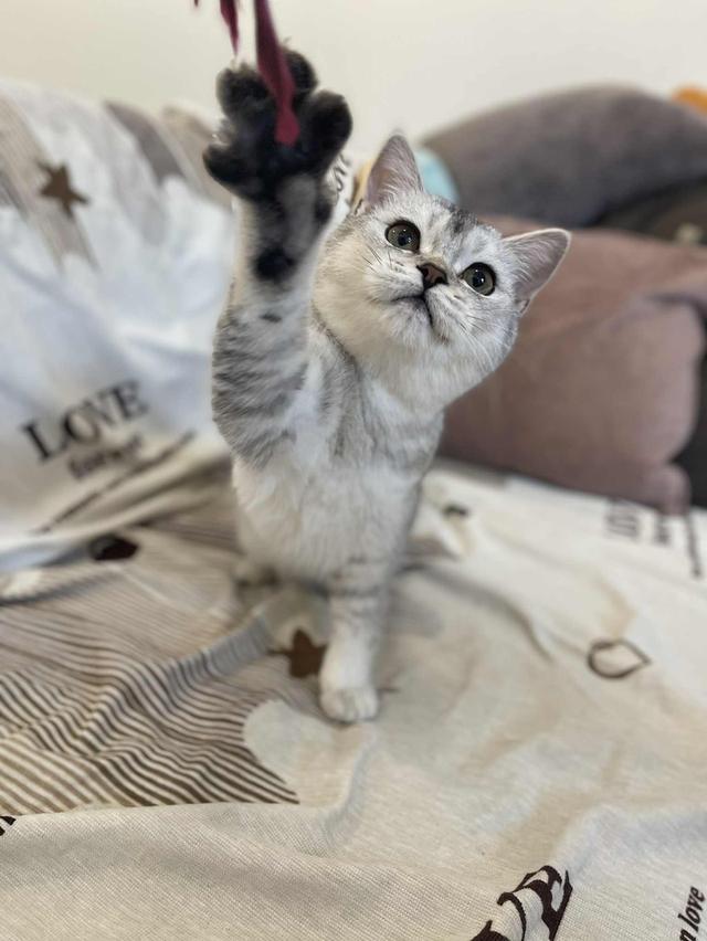 สาวสก็อต 13