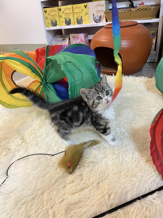 แมวสก๊อตติช   🥰😁😁❌❌❌❌ 8