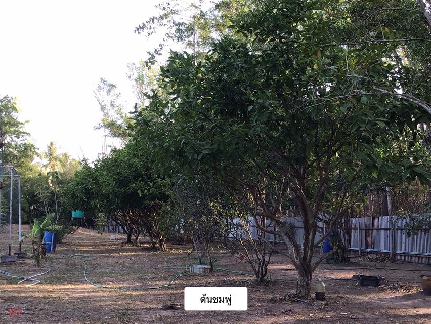 ขายที่ดินพร้อมบ้านและสวนผลไม้