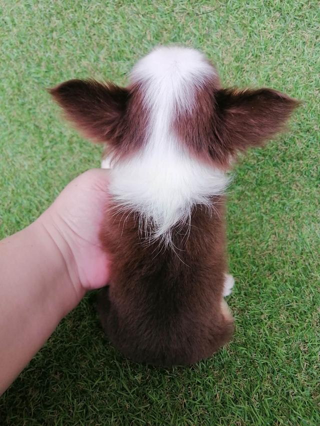 ชิวาว่าแท้ขนยาวสีช็อค ชาย 4