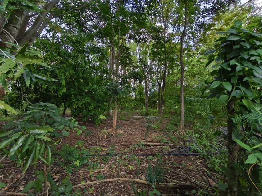 ที่ดินสวยราคาถูก เขาฉกรรจ์ สระแก้ว 2