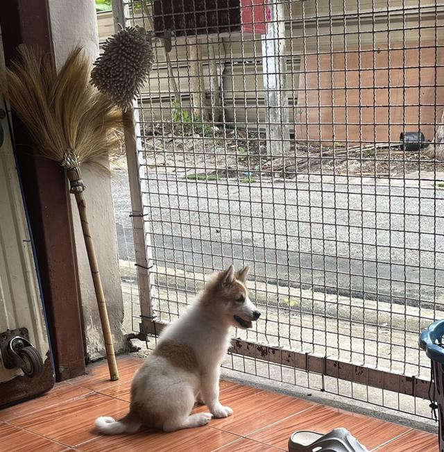 ลูกสุนัข 2