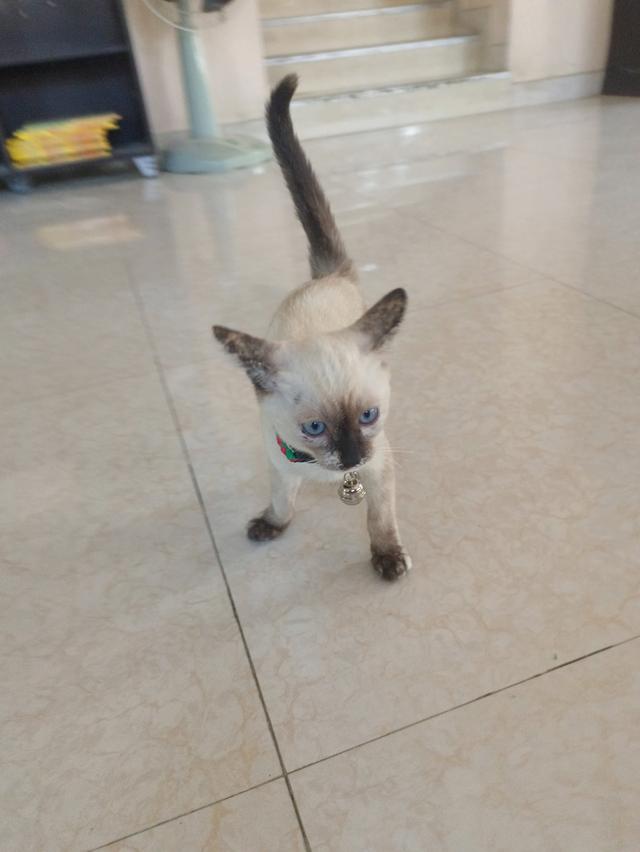 แมววิเชียรมาศ แท้ อายุ  3  เดือน