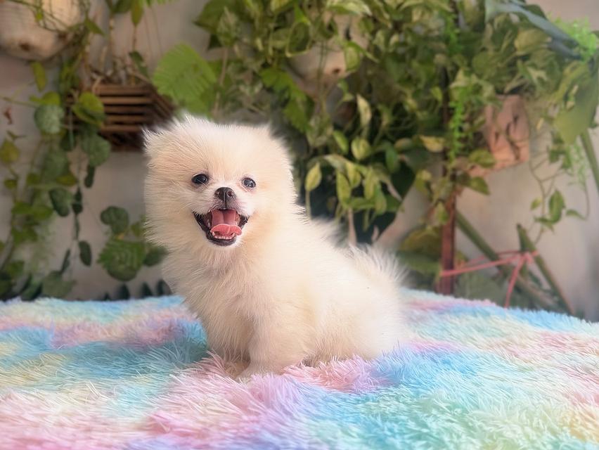 ปอมผสมชิวาวาสีขาวครีมเพศเมียพิกัดรามอินทรา