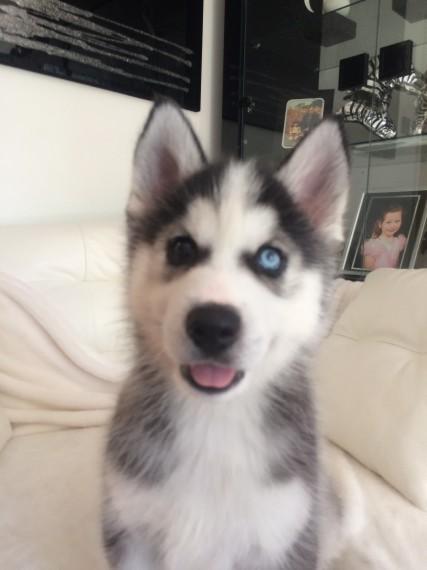 Siberian husky puppies