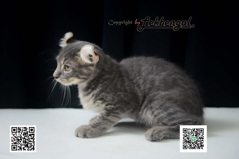 ขายลูกแมวอเมริกันเคิร์ล สีบลู หางบ็อบเทล (bobtail)