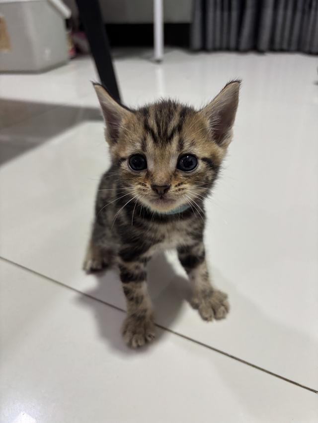แมว American Shorthair 4