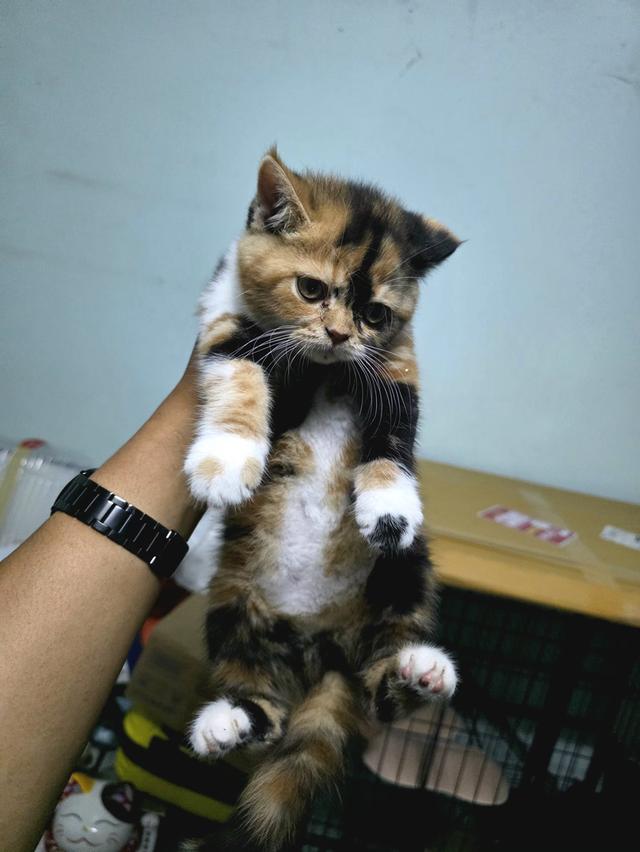 น้องแมว สก็อตติสโฟด์ 3