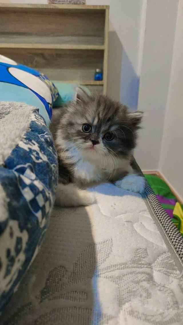 Persian cat เปอร์เซียแท้