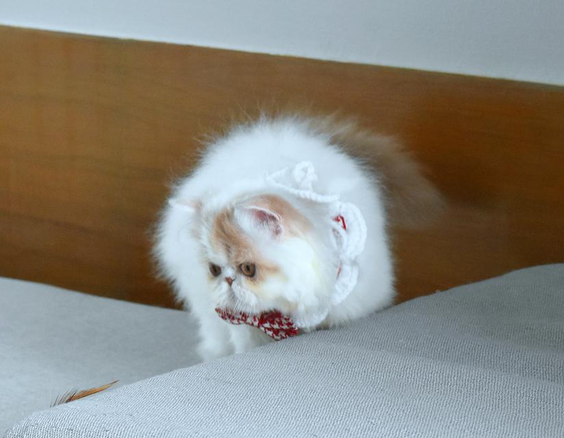 ขายแมวเปอร์เซียแท้ เพศชาย