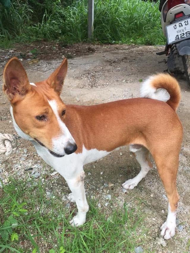 สุนัข Basenji หาบ้าน 4