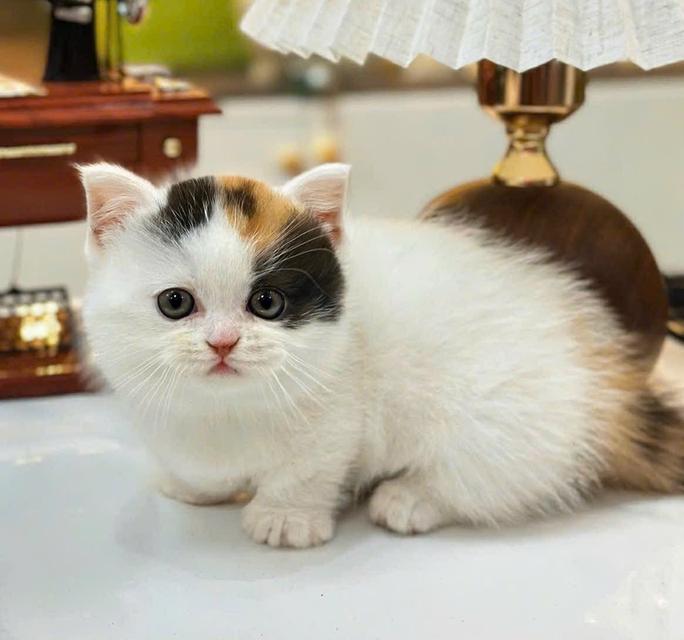 แมว มันช์กิ้นขาสั้นเด็กผู้หญิง รูปที่ 2