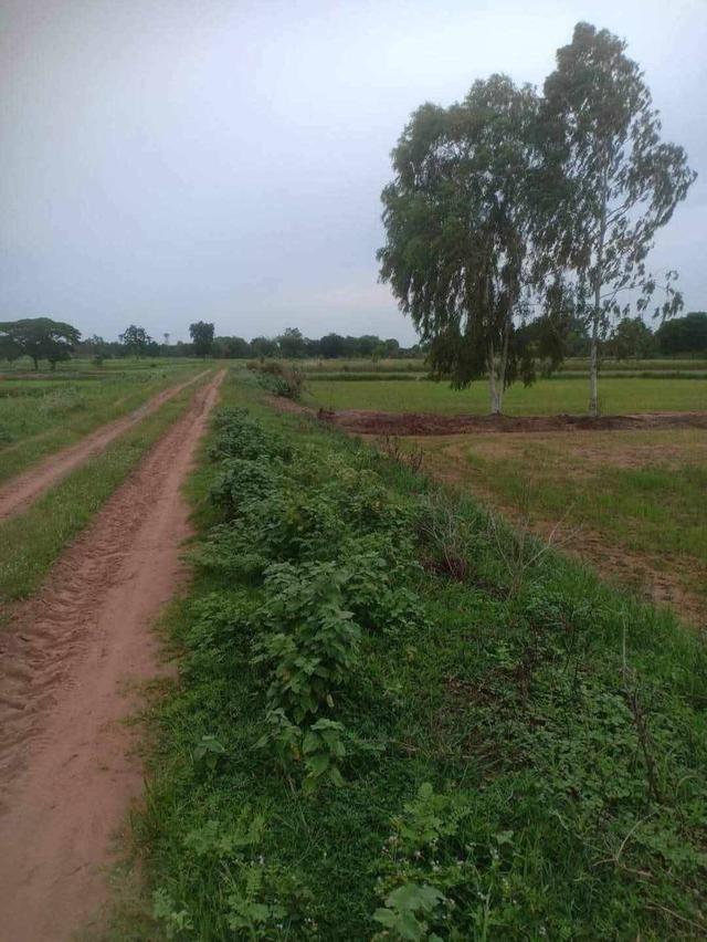 ที่ดินไร่หลักแสนมีอยู่จริงที่ทุกคนต้องรีบจัด 11