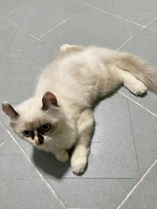 น้องแมวพันธุ์ เพศหญิง พ่อหิมาลายัน แม่อเมริกันเคิร์ล ( หูบิน ) ตาสีฟ้า รูปย่อยที่ 4