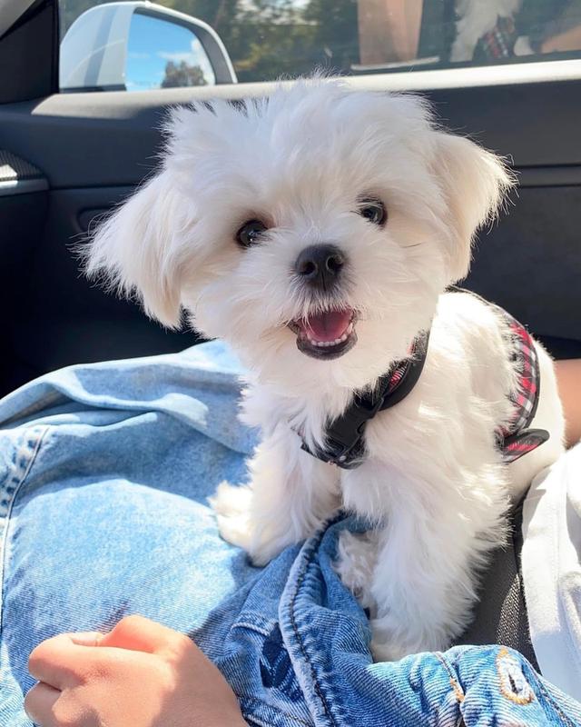 Maltese Puppies WhatsApp me : +66 63 826 3042 รูปย่อยที่ 3