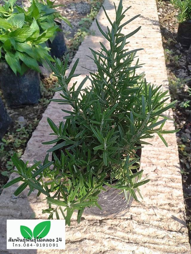 โรสแมรี่ ต้นโรสแมรี่