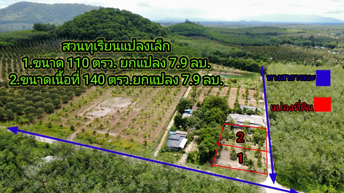 สวนทุเรียนแปลงเล็ก ติดถนนคอนกรีตระยอง 3