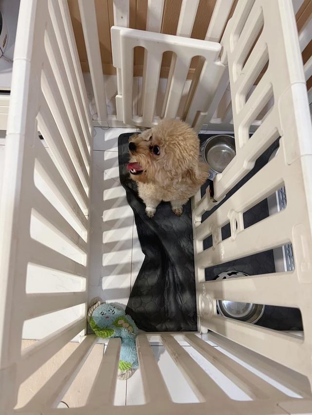 พุดเดิ้ลทอย เมีย หาบ้านอบอุ่น รูปที่ 4