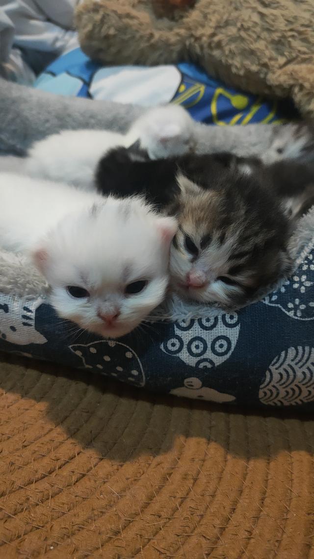 Persian cat เปอร์เซียแท้
