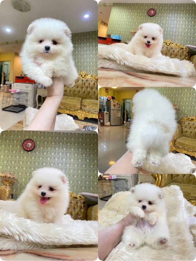 จำหน่ายลูกปอมเมอเรเนียนแท้ ส่งฟรี มีประกันสุขภาพ 6