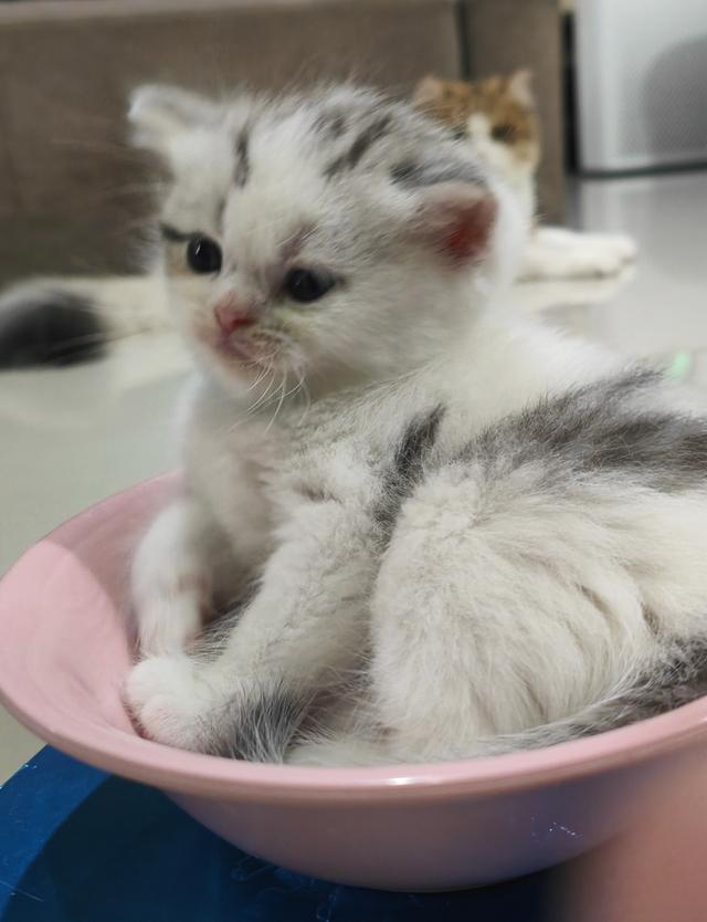 Scottish Fold (boy) 8