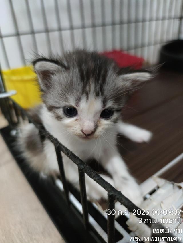 ลูกแมวหาบ้านใหม่ 6