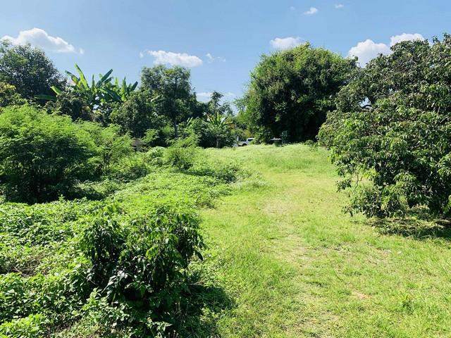 ขายที่ดินเปล่า 2งาน36ตรว.1.8ล. น้ำไม่ท่วม น้ำประปา ไฟฟ้า เข้าถึง ต.ยางเนิ้ง อ.สารภี เชียงใหม่ 3