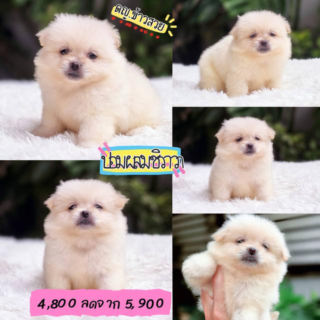 ปอมผสมชิวาวา สีขาวครีม พร้อมย้ายบ้าน