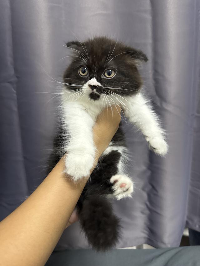 แก้ง 3 ทหารเสือ สก้อตติส+เปอร์เซีย