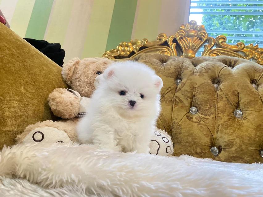 ลูกสุนัขปอมเมอเรเนียนแท้ พร้อมย้ายบ้าน จัดส่งฟรี