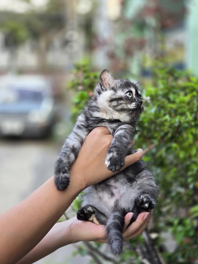 ส ก็ อ ต ติ ช โฟ ล ด์ รูปที่ 3