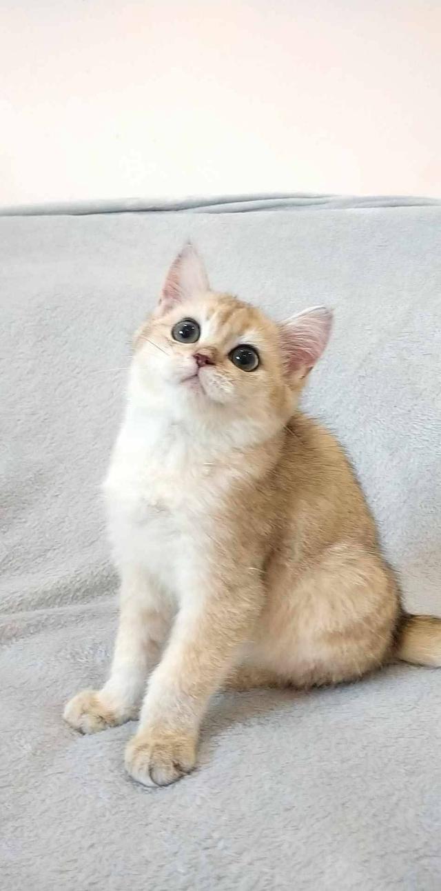 British Shorthair  6