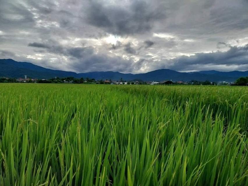 ที่ดินวิวสวย จอมทอง เชียงใหม่ 9