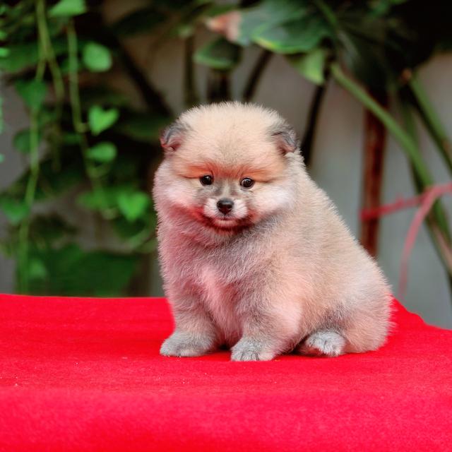 Pomeranian แท้เพศผู้อายุสองเดือนวัคซีนให้ฟรีพร้อมย้ายบ้านมีบริกาส่งเก็บปลายทาง
