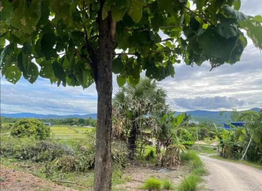 🌳ขายที่ดินเจ้าของขายเอง ด่วน📌 4