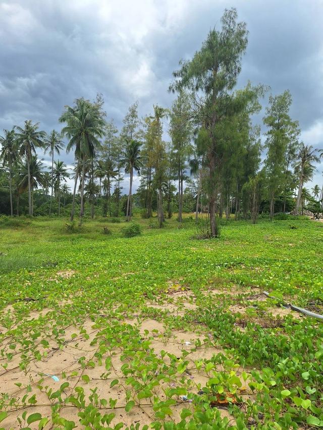 ที่ดิน หาดตะวันฉาย อ.ละแม จ.ชุมพร 6