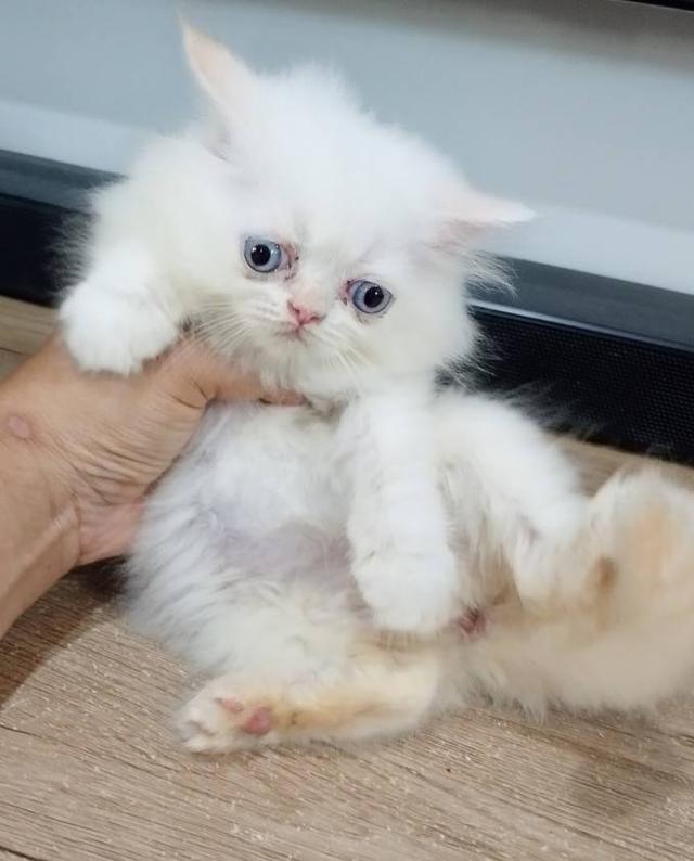 ขายลูกแมวเปอร์เซียน่ารัก เมีย ตาฟ้า พระรามสอง เทียนทะเล รูปที่ 4