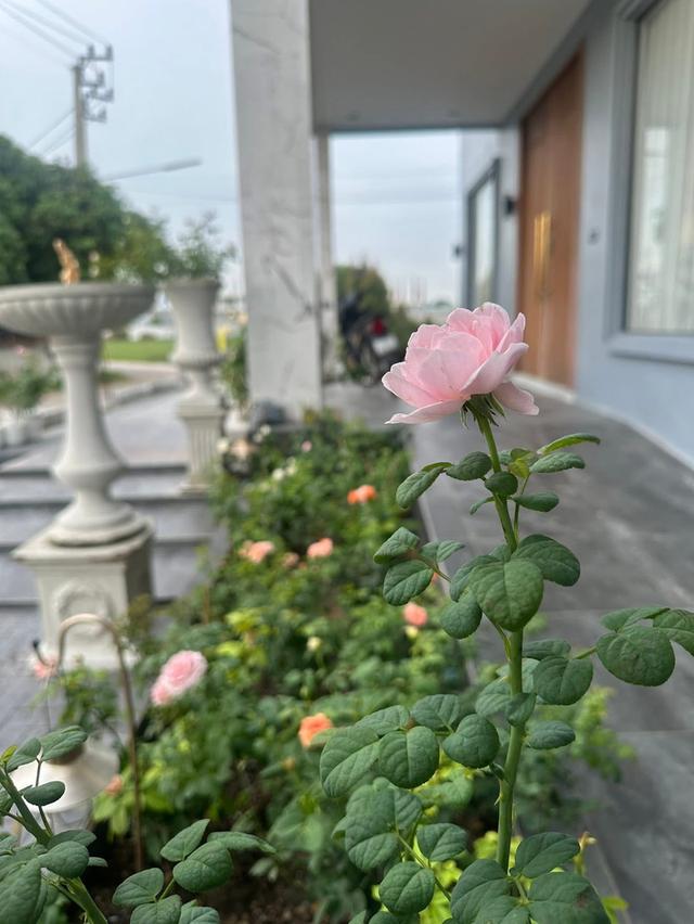 ขายบ้านเดี่ยวหรู 400ตรว.(เหมาะสำหรับครอบครัวใหญ่) (โซนแหลมฉบัง ศรีราชา) 2