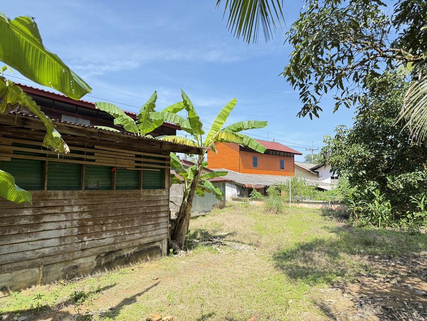 ขายบ้านนราธิวาส บ้านเดี่ยวครึ่งปูนครึ่งไม้ 11