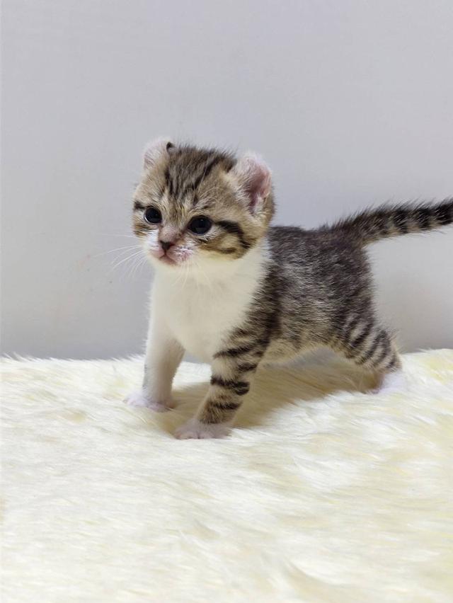 แมว อเมริกันเคิล น้องแมวหูบิน 6