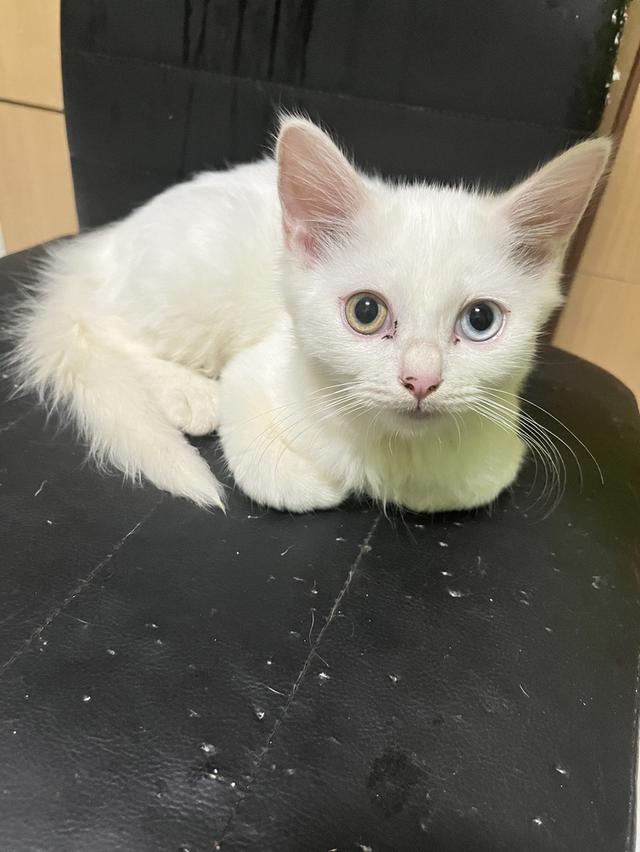 ขายน้องแมวตาสองสีขาวมนี