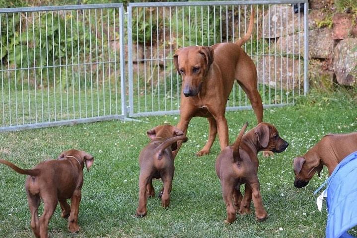 rhodesian ridgeback Puppies  WhatsApp me : +66 63 826 3042
