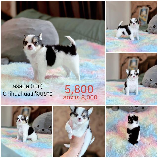 ชิวาวาแท้มีทั้งแบบขนสั้นและขนยาวพร้อมย้ายบ้านมีบริการจัดส่งจ้า รูปย่อยที่ 4